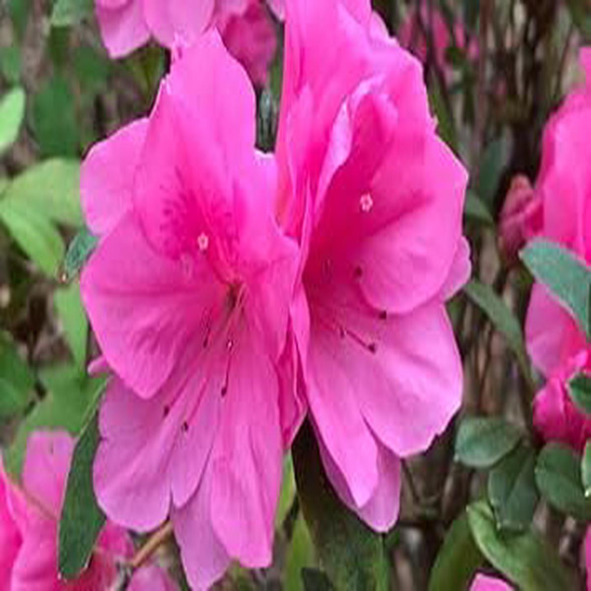 Pink Azaleas Flower Seeds for Garden Non-GMO, Heirloom, High Germination Seeds