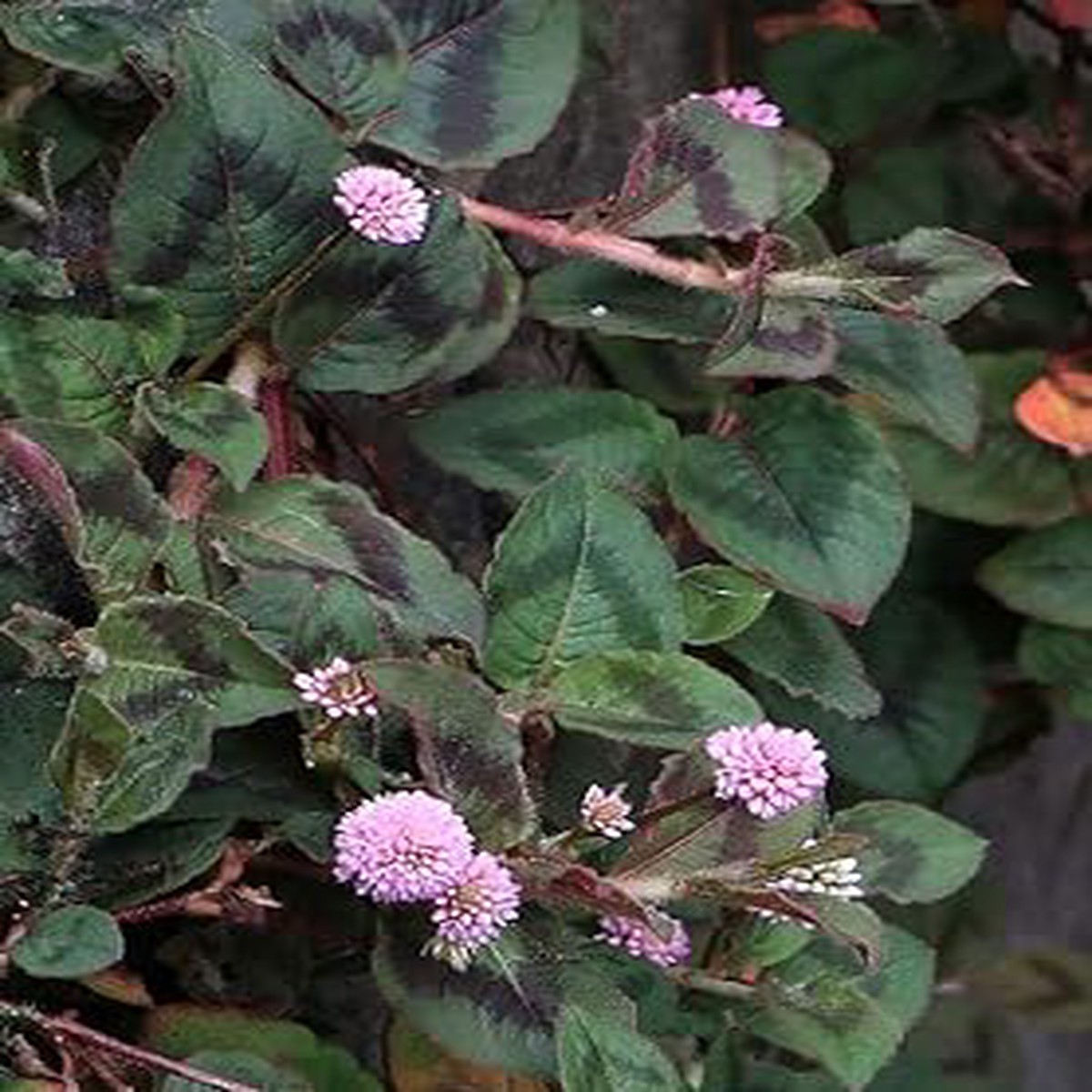 Polygonum Capitatum Flower Heirloom Non Gmo For Creeping And Decorative Garden Planting Flower