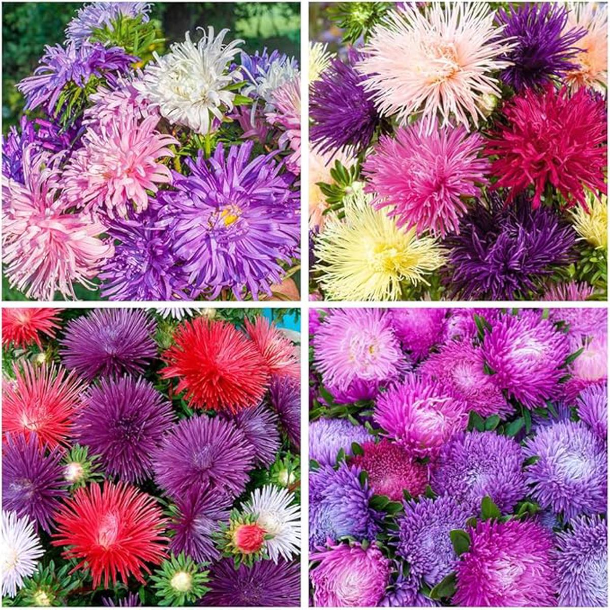 Puderquaste Aster Seeds for Soft, Purple Aster Blooms