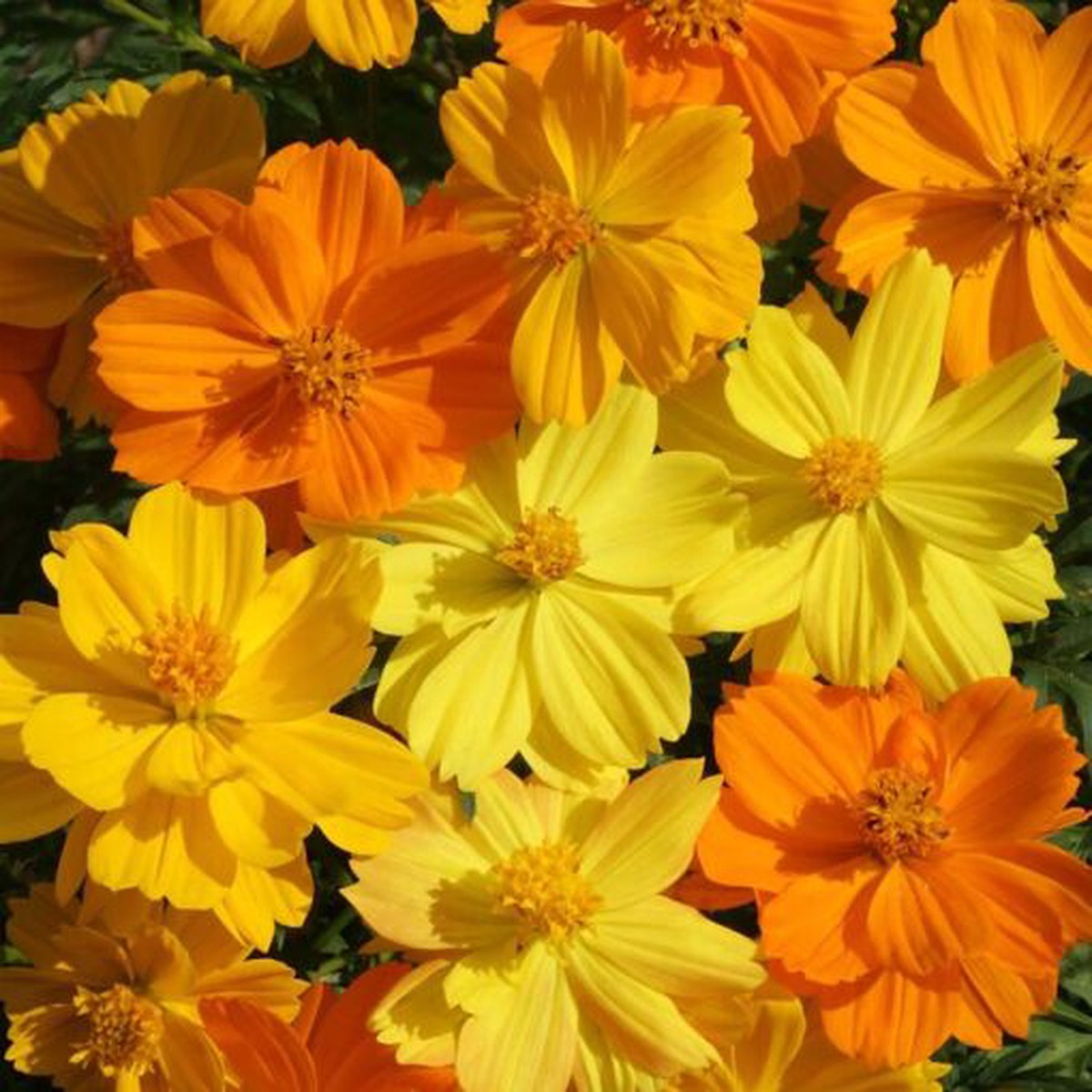 Bright Lights Cosmos Seeds | Fluorescent Neon Cosmos Blend Heirloom, Non-GMO, High Germination Organic Garden Seeds