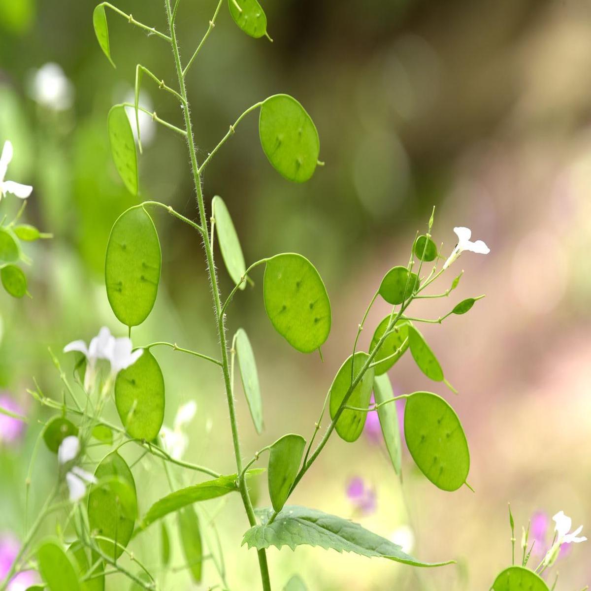 Lunaria Plant Seeds for Planting - NON GMO Seeds