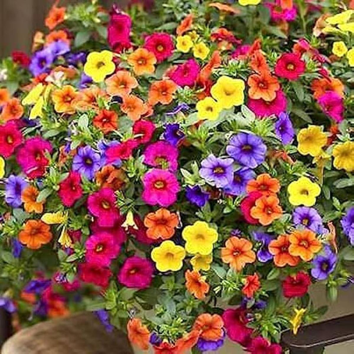 Multi-Colour Hanging Petunia Flower Seeds Heirloom Non-GMO High Germination Seeds for Planting