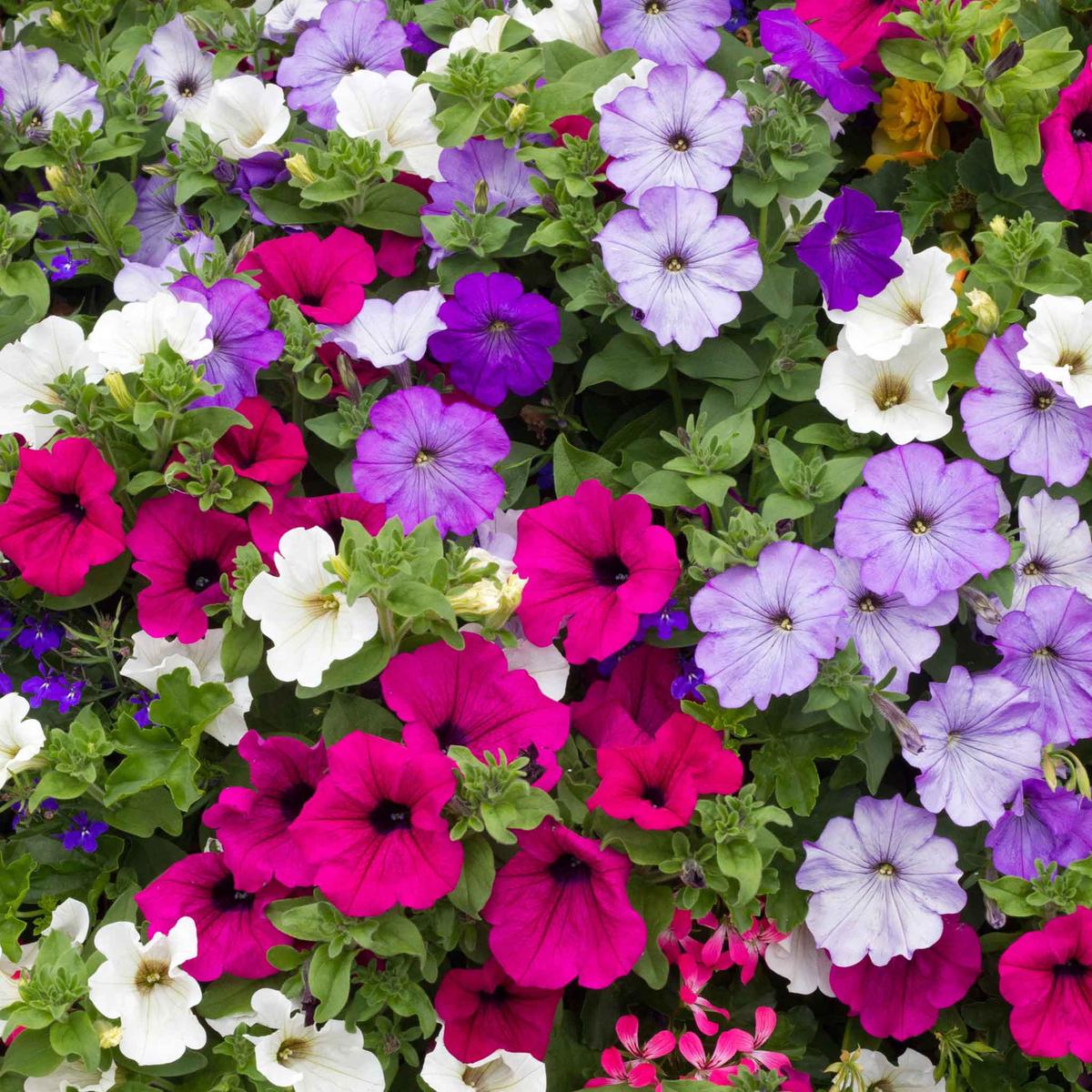Petunia Seeds - Dwarf Mix