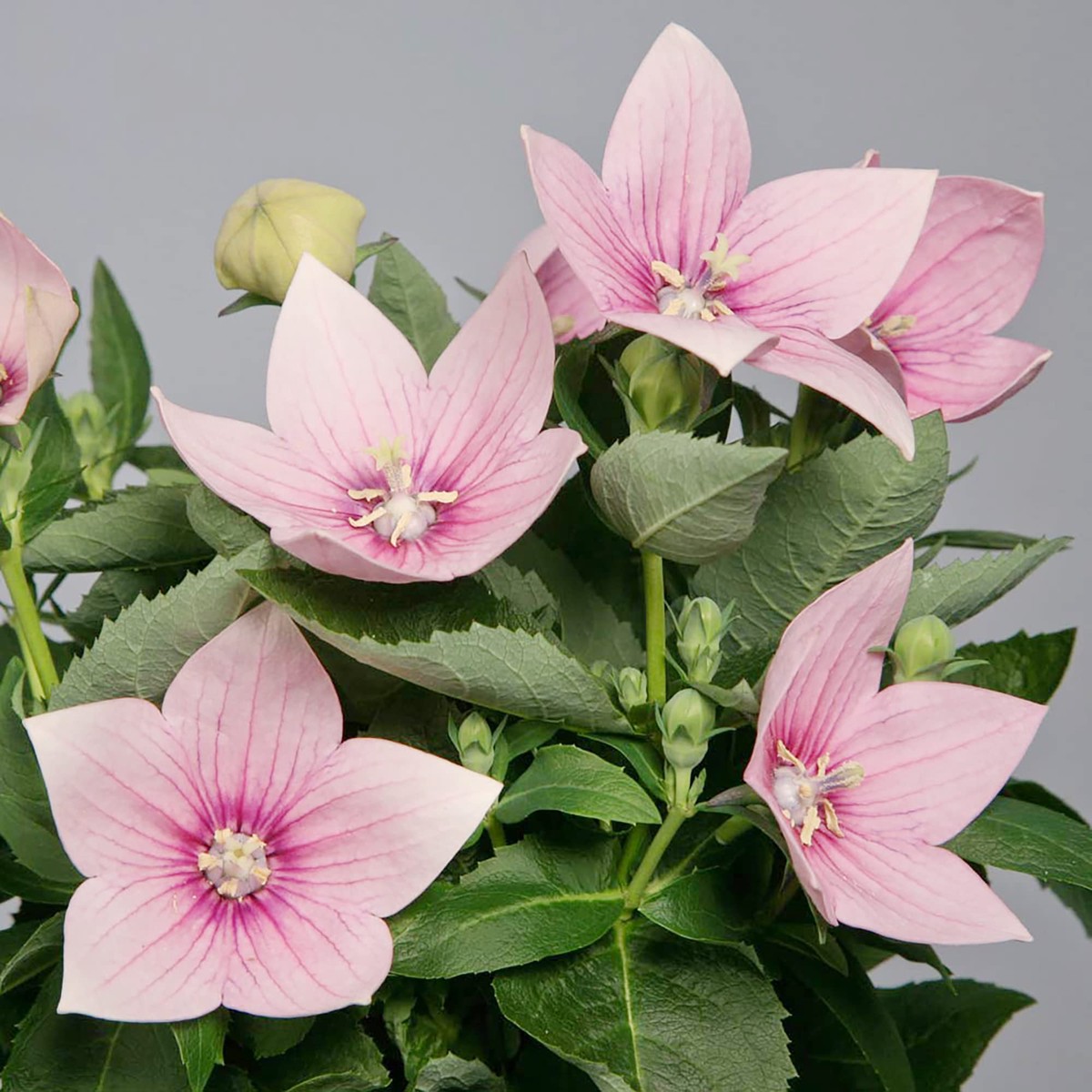 Pink Balloon Flower Seeds for Planting Platycodon Grandiflorus Rose Seeds