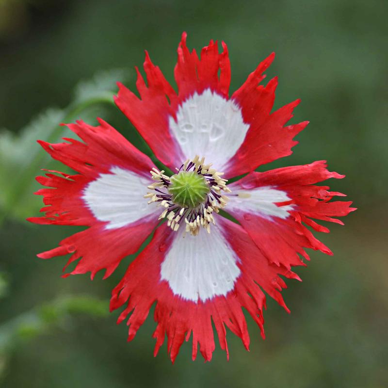 Poppy Seeds - Danish Flag