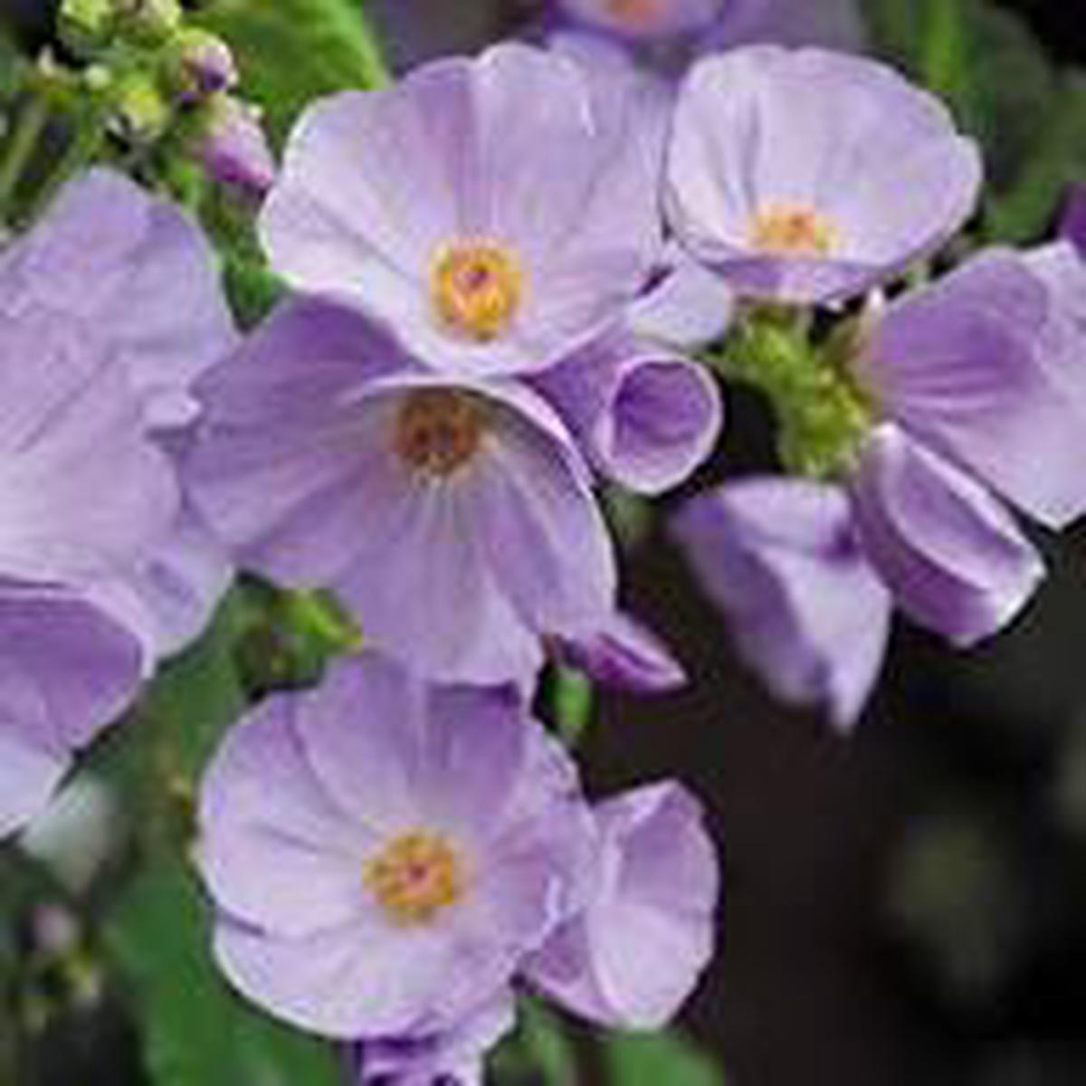 Purple Abutilon Striatum Flower Seeds for Planting - Compact Growth, Heirloom & Non-GMO Seeds for Home Garden