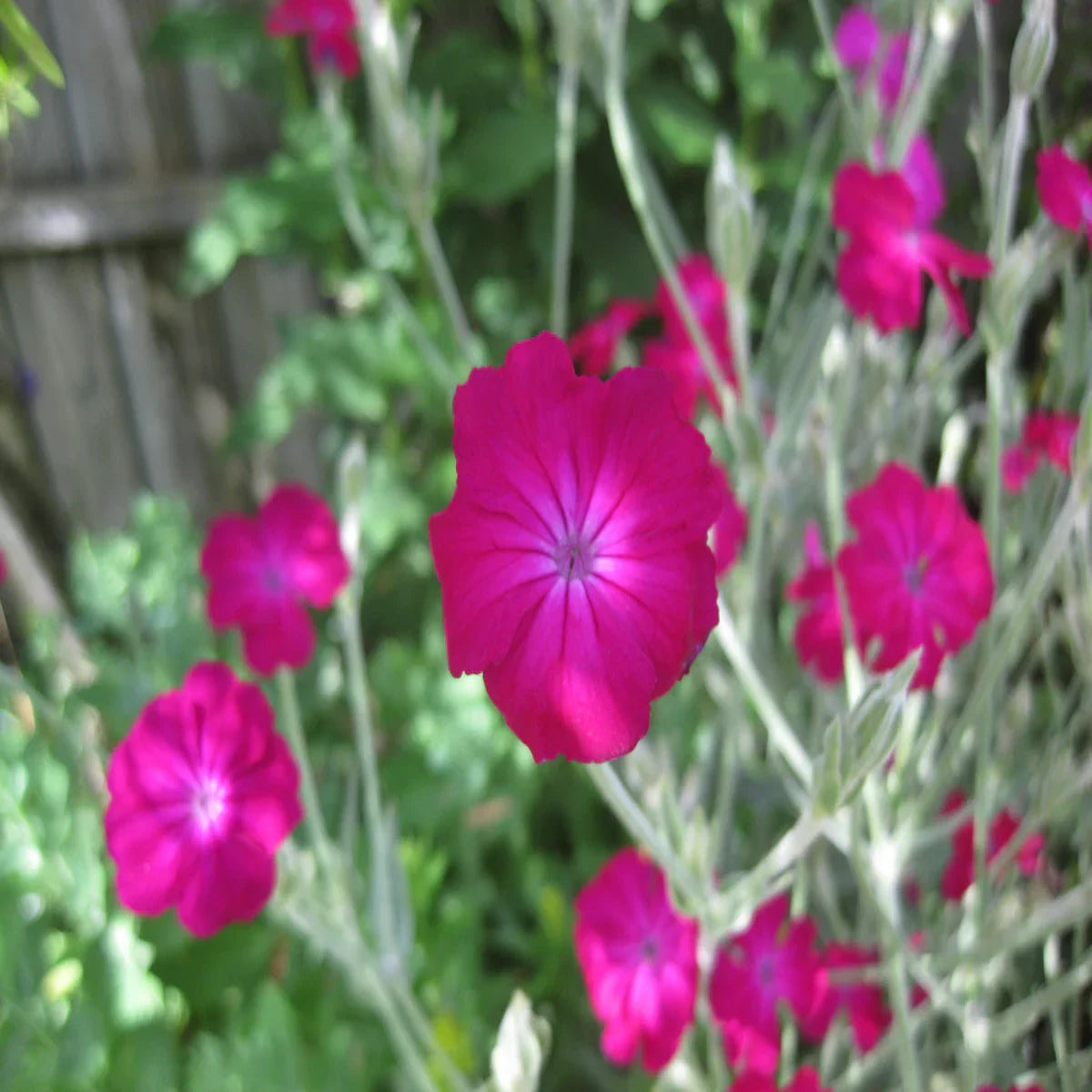 Rose Campion Magenta Silver Catchfly - Lychnis Silene Coronaria Flower Seeds