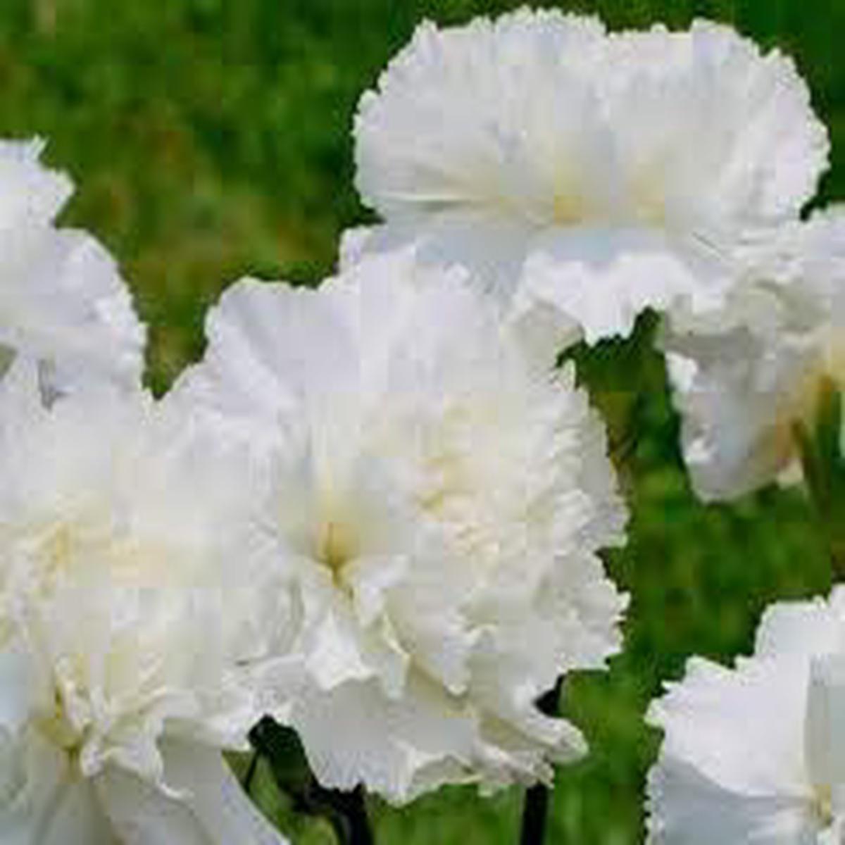 White Dianthus Caryophyllus Flower Seeds for Planting - 100 pcs