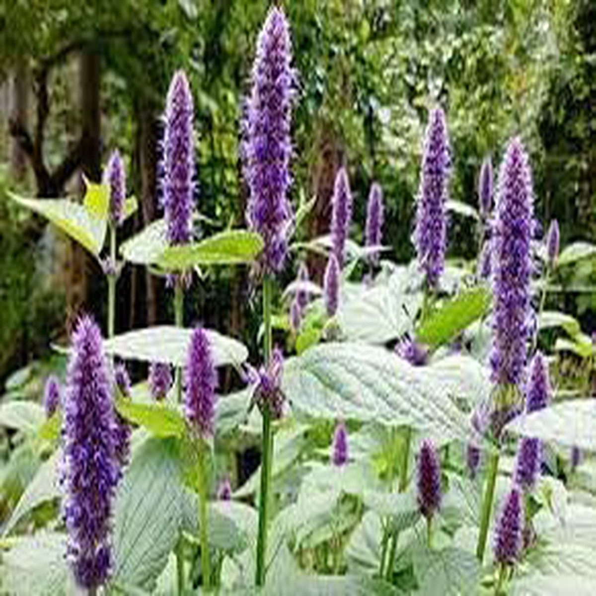 Agastache Rugosa Plant Seeds for Planting  Heirloom, Non-GMO, High Germination Organic Garden Seeds