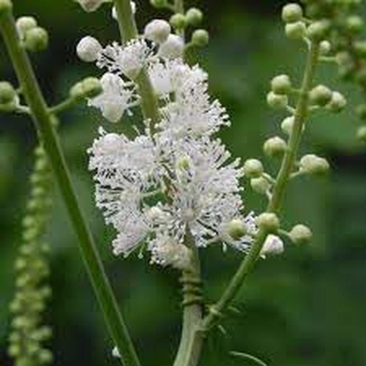 Cimicifuga Flower Seeds for Planting - 100 pcs