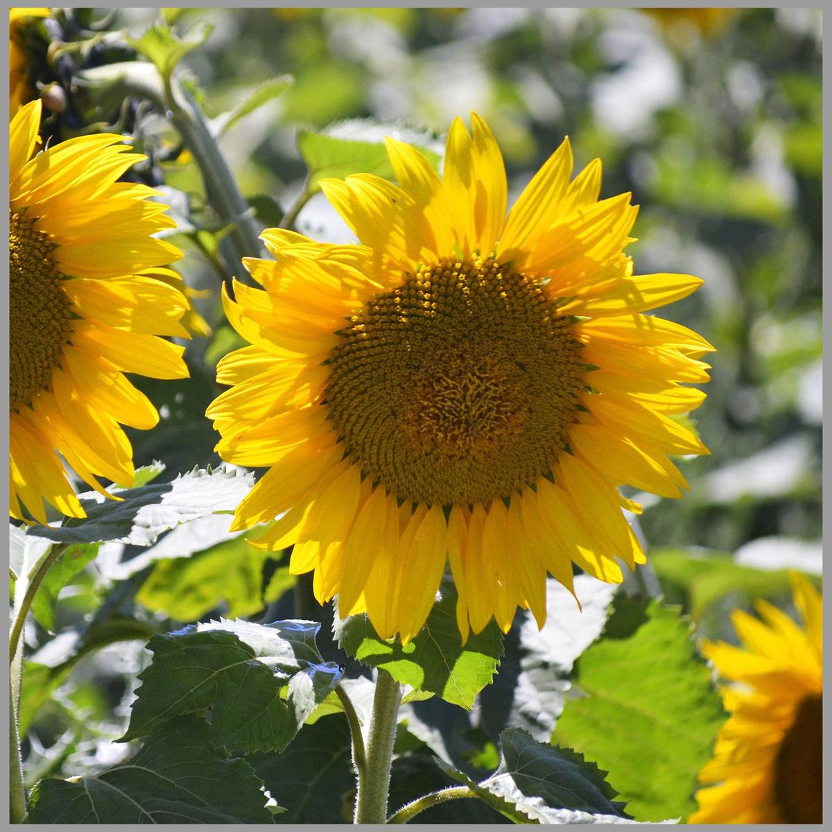 Cracker Sunflower Seeds for Planting Helianthus Annuus large garden sunny patch