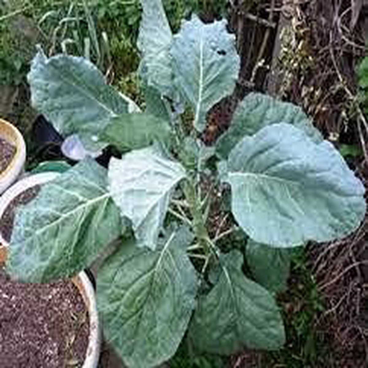 Green Kale Tree Walking Sticks - Heirloom, Non - Gmo Seeds