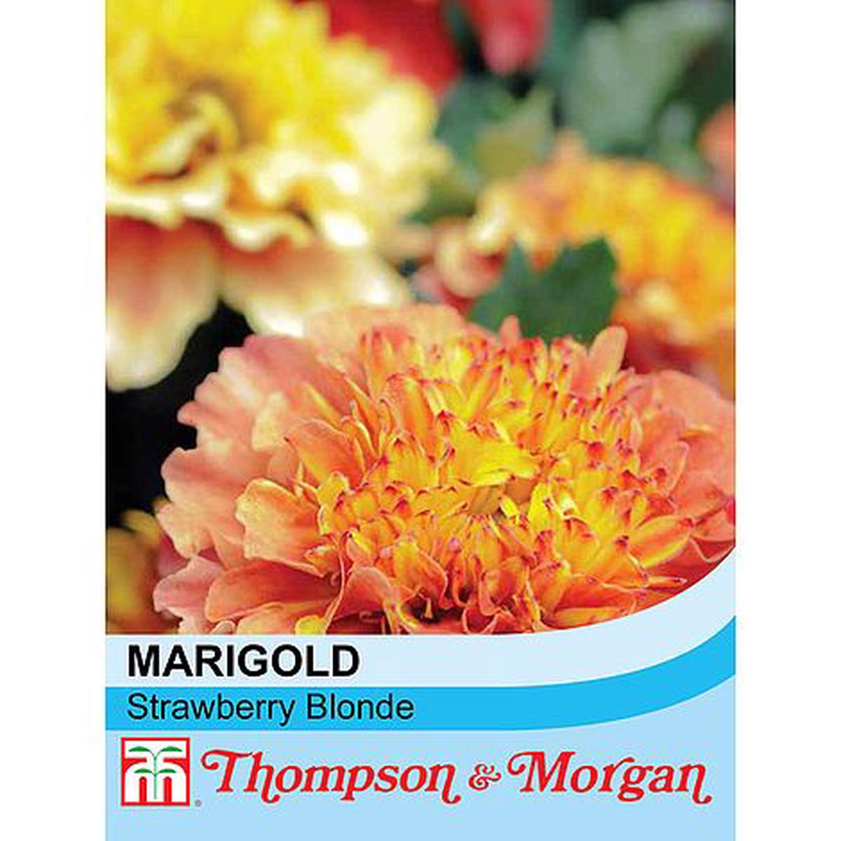 Marigold Strawberry Blonde (French) Flower Seeds