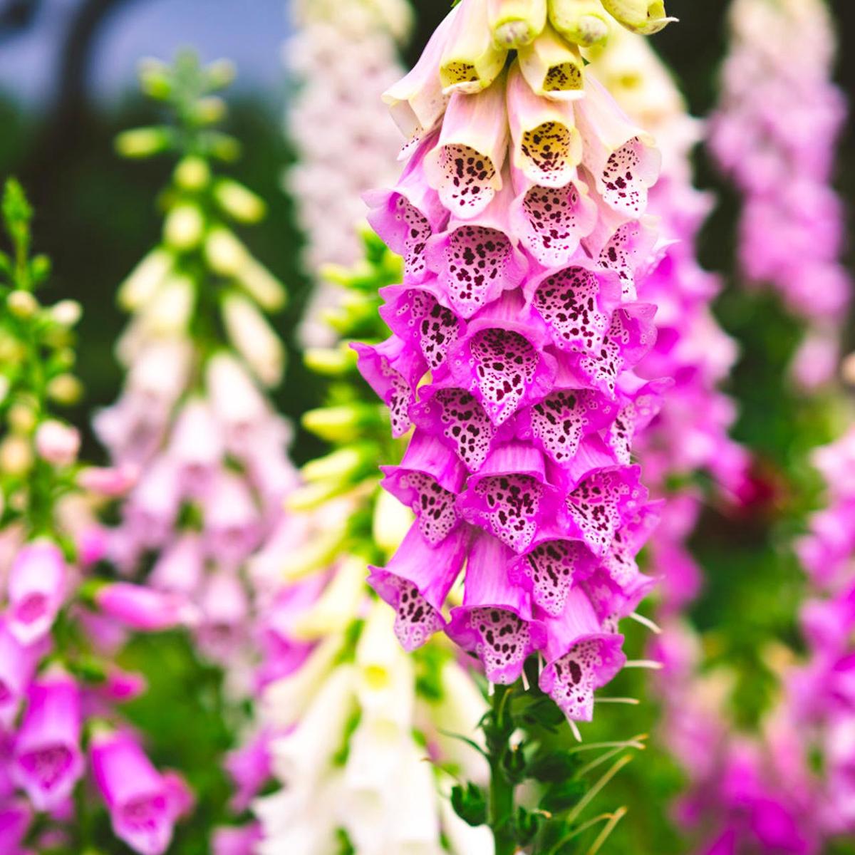 Pink Foxglove Flower Seeds for Planting Heirloom, Non-GMO, Easy to Grow, Pollinator-Friendly