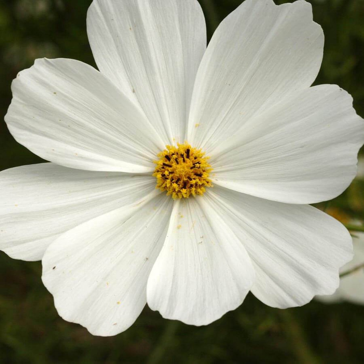 Purity