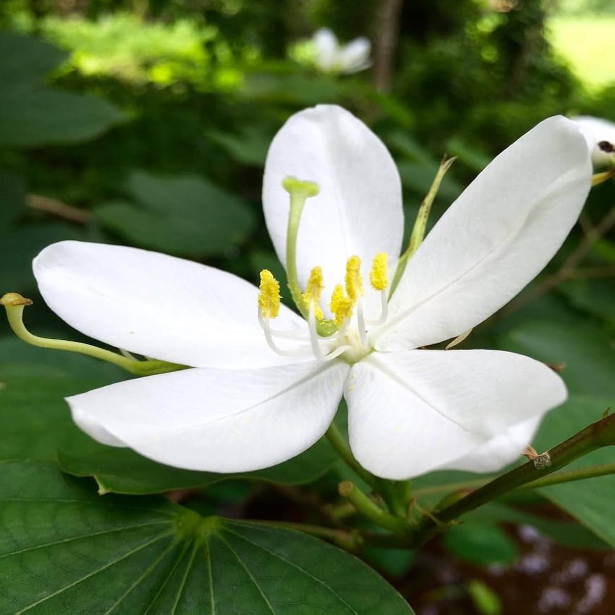White Racemosa Flower Seeds for Beautiful Gardens