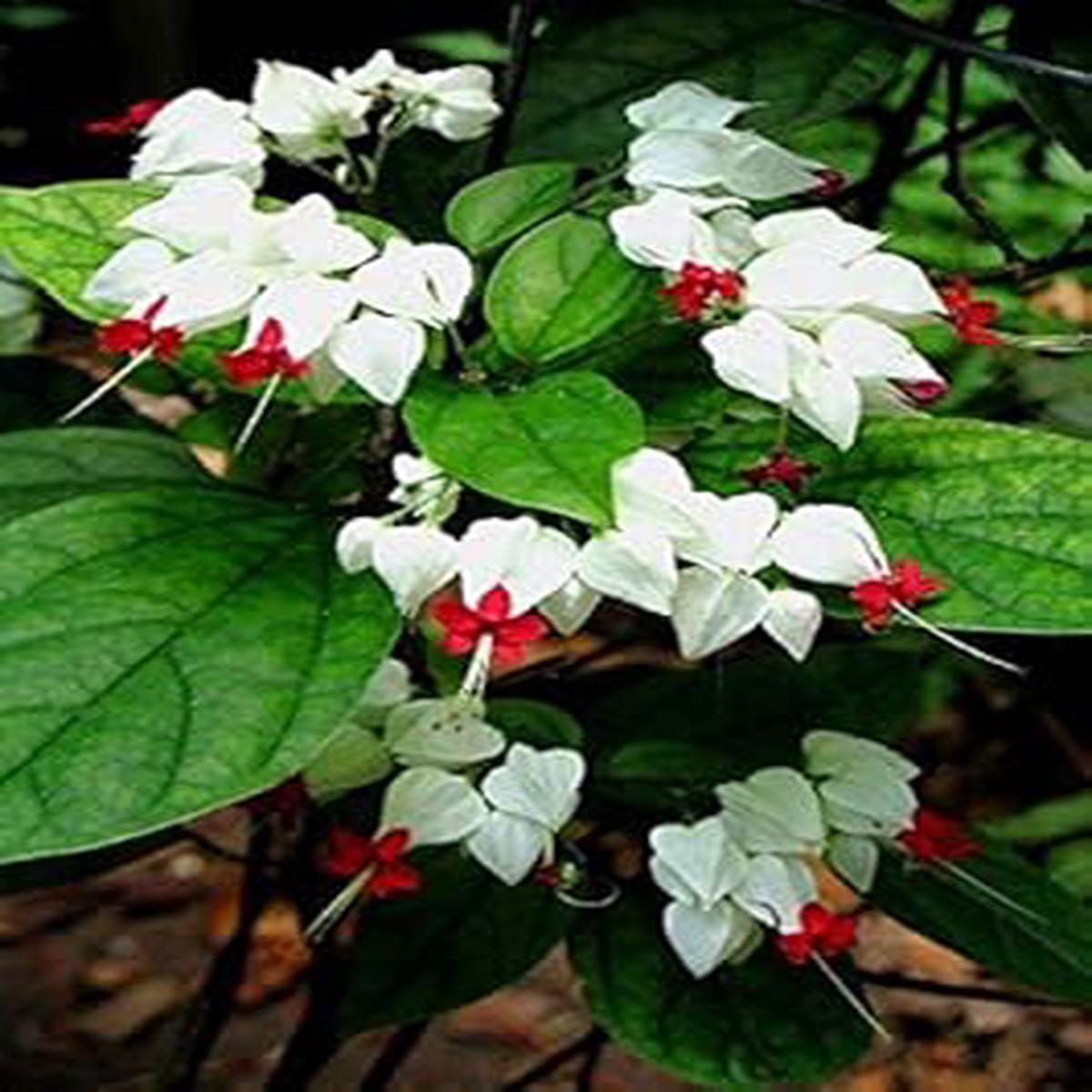 White Red Clerodendrum Seeds for Planting Organic, Heirloom, Non-GMO Flower Seeds