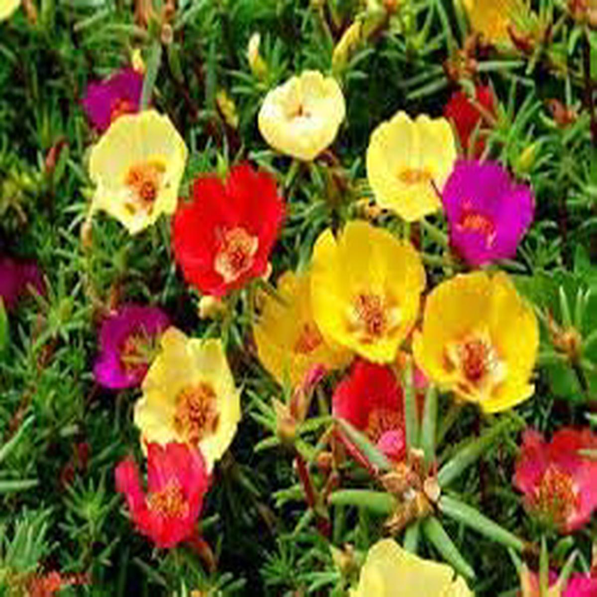 Carpet Moss Rose Flower Seeds for Planting Heirloom, Non-GMO Ground Cover Seeds