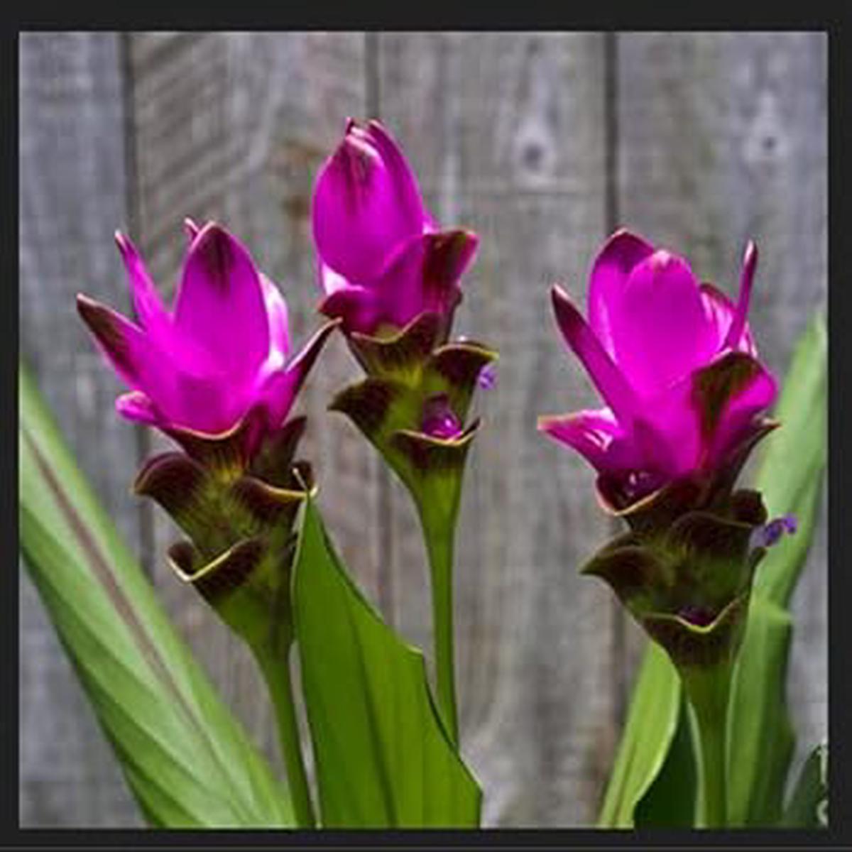 Curcuma Flower Seeds for Planting Violet