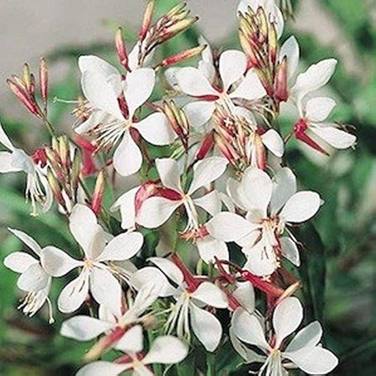 Gaura Lindheimeri Seeds Fresh Seeds for Beautiful Garden Flowers