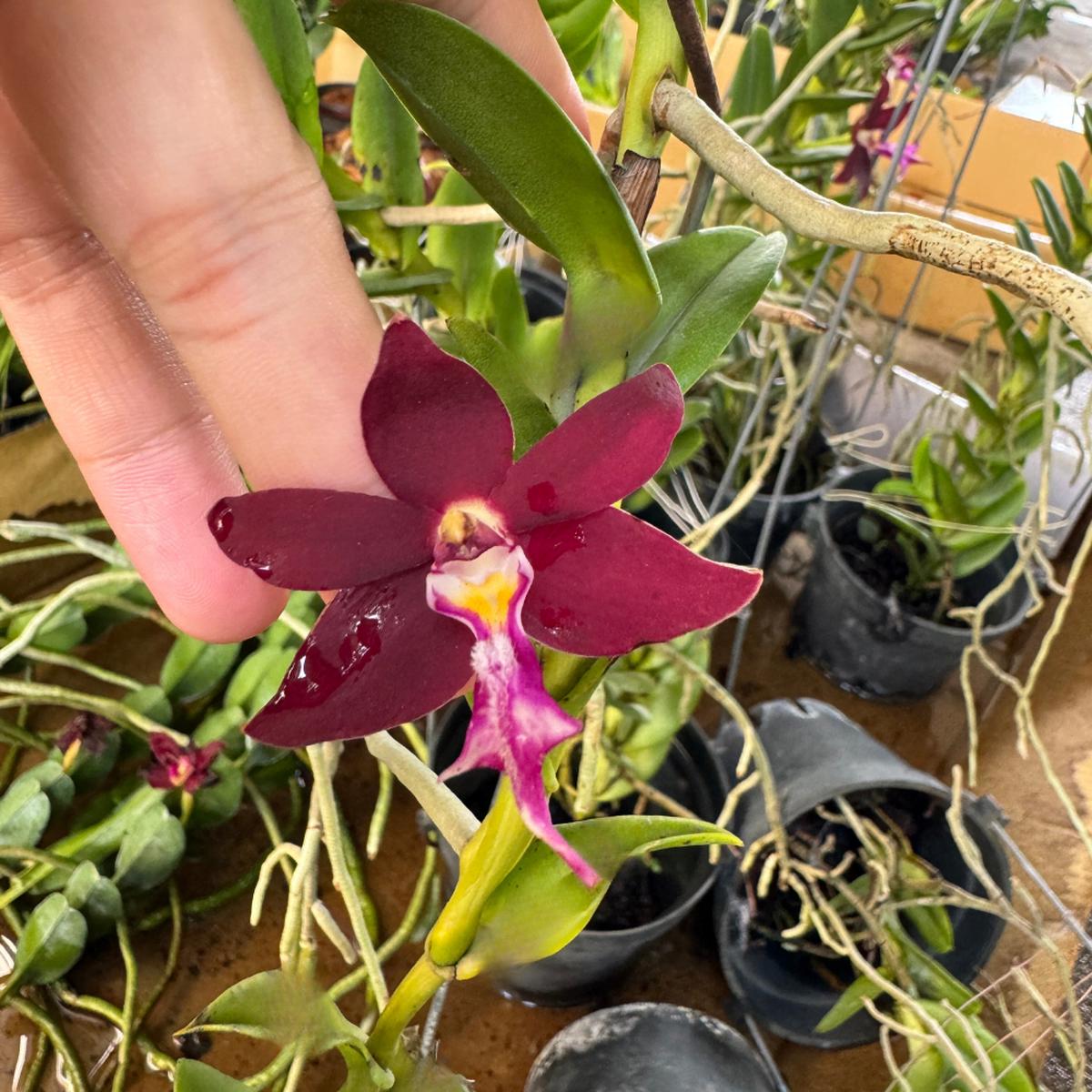 Trichoglottis Flower Seeds for Planting Unique Blooms