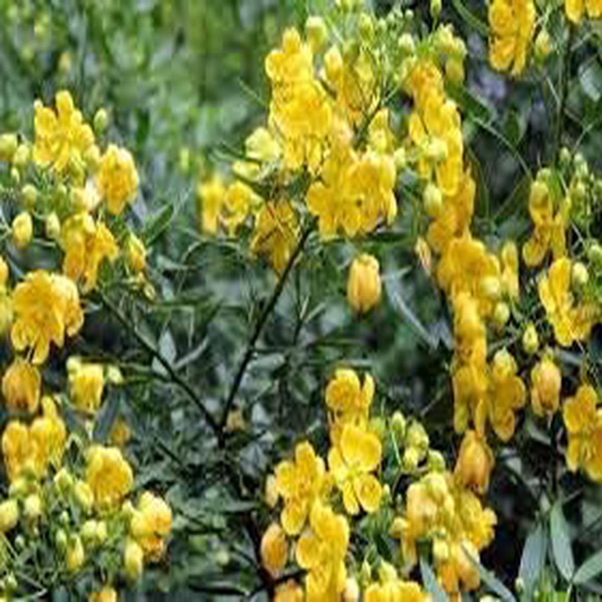 Yellow Cassia Tora Flower Seeds for Planting Non-GMO Organic Garden Seeds, High Germination