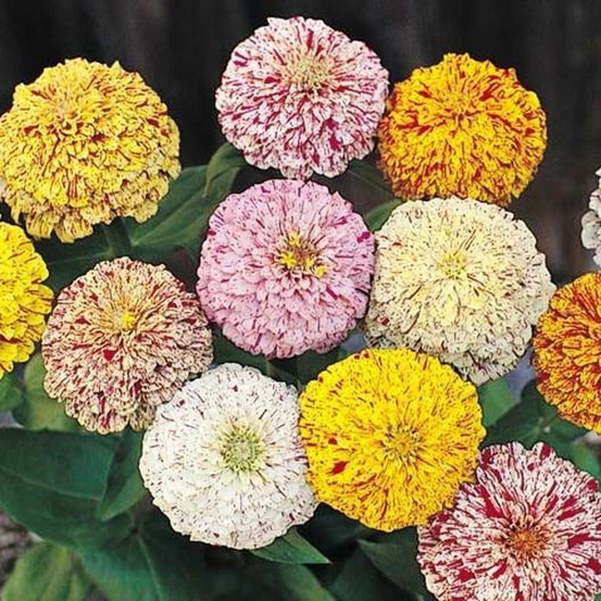 Zinnia PEPPERMINT STICK Mix Pollinators Candy Striped Flowers Seeds Heirloom, Non-GMO, High Germination Organic Garden Seeds