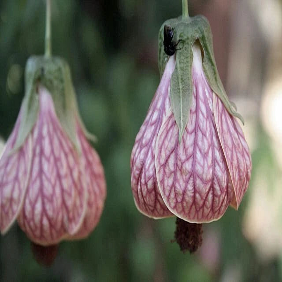 Abutilon pictum Pink Chinese Lantern Seeds  Heirloom, Non-GMO, High Germination Organic Garden Seeds