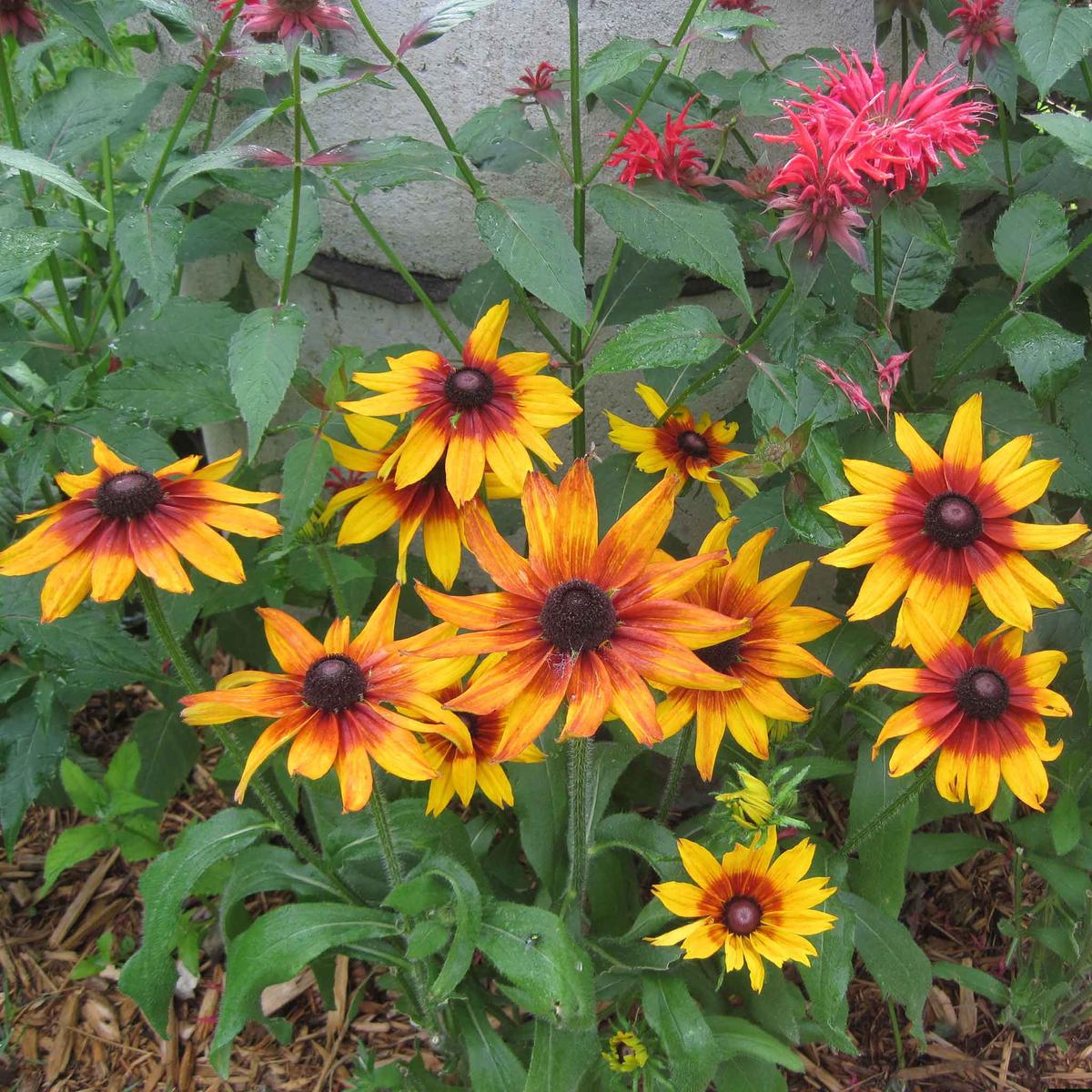 Bulk Black Eyed Susan Seeds - Autumn Forest