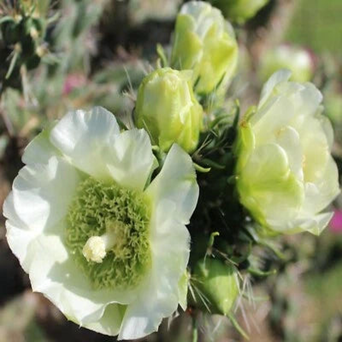 Cholla, Imbricata Cold Hardy Shrub Cactus Rare White Flower's Heirloom, Non-GMO