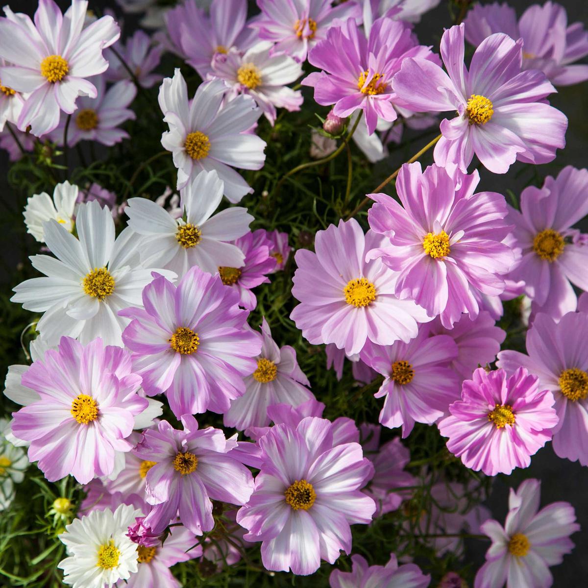 Cosmos Seeds - Apollo Lovesong