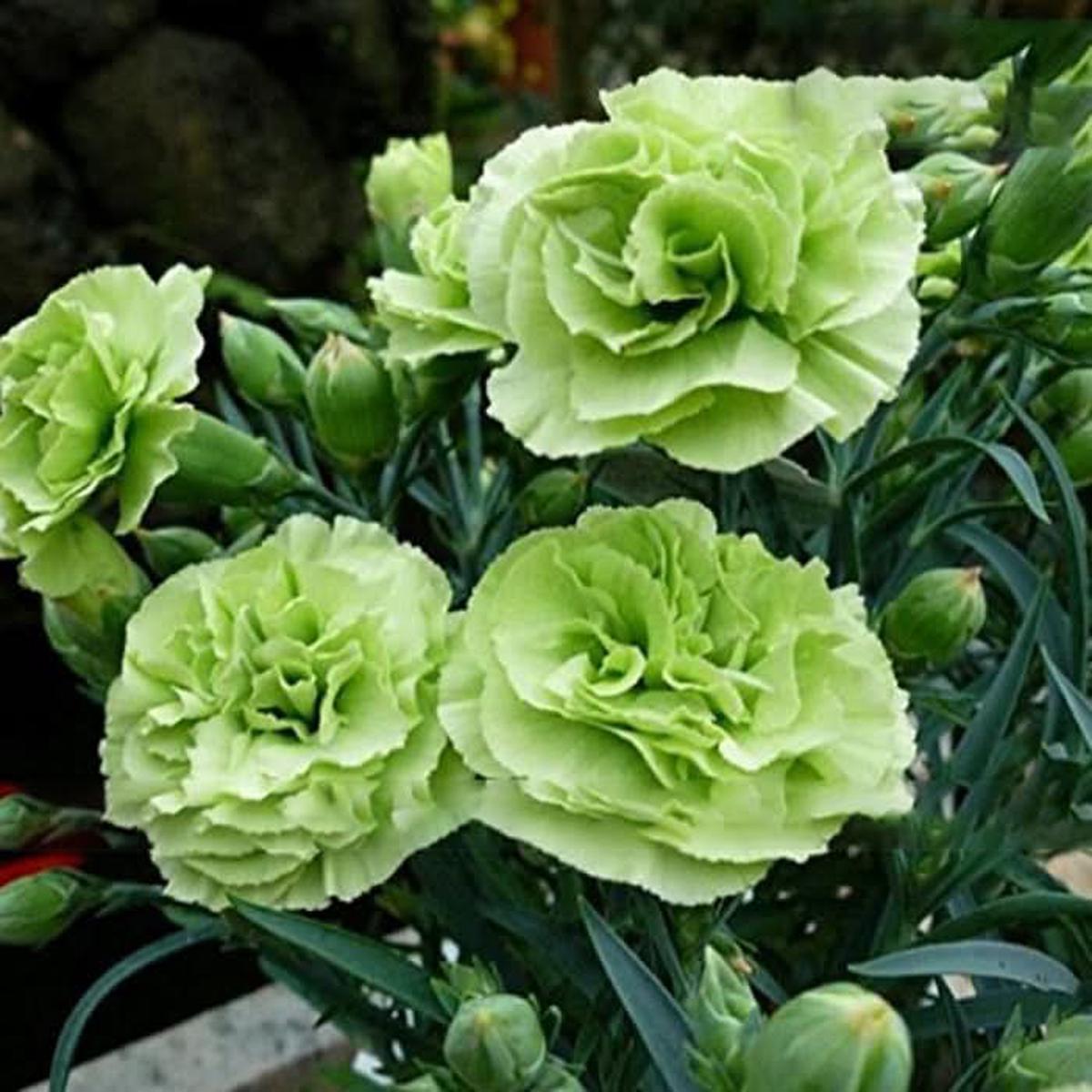 Heirloom Non-GMO Carnation Dianthus Caryophyllus Flower Seeds for Planting