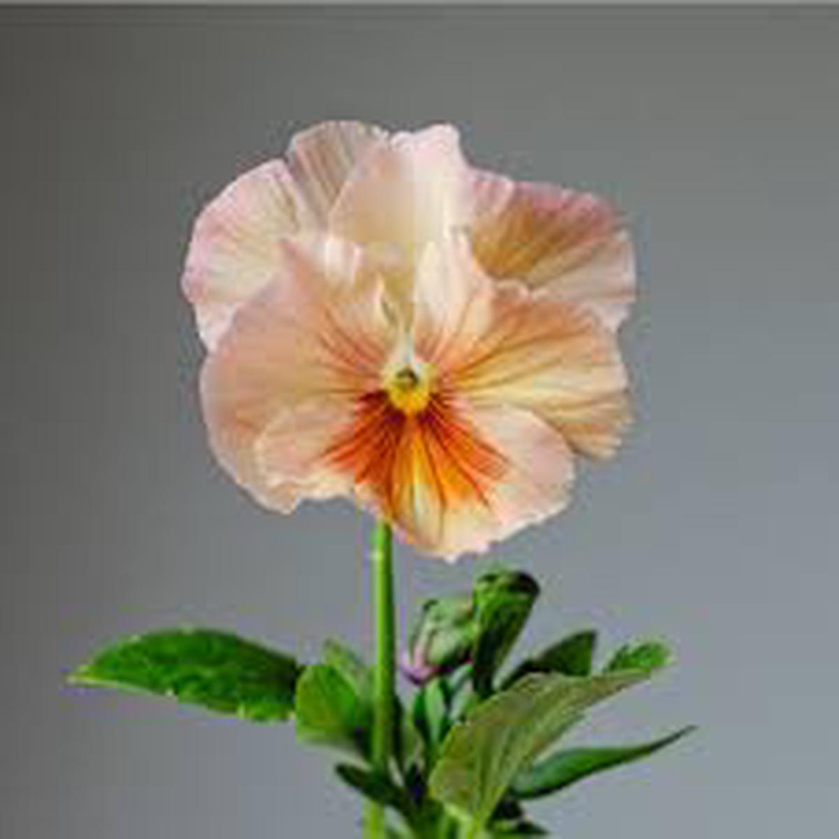 Inspire Peach Shades Flower Seeds for Soft, Warm Garden Blooms