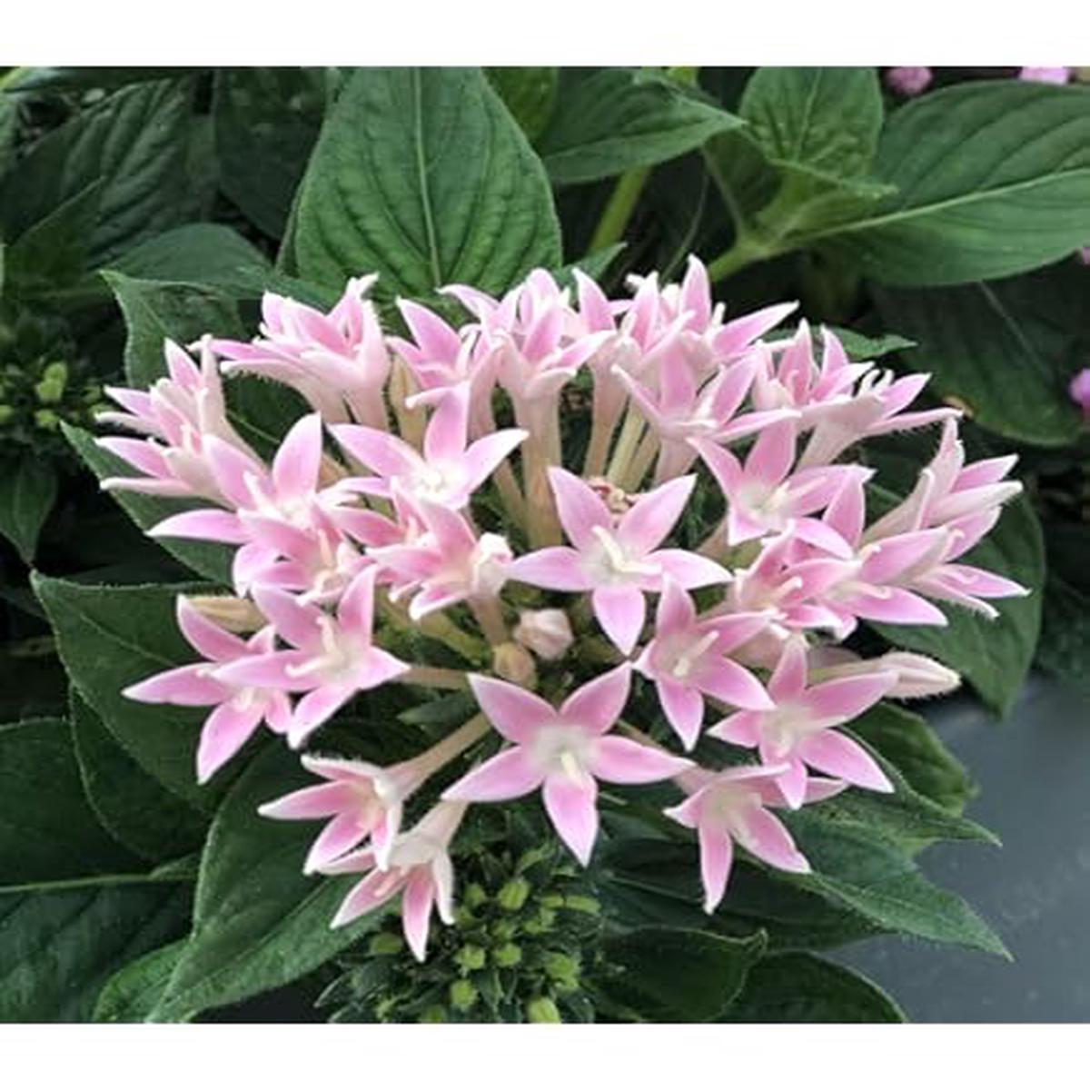 Light Pink Lanceolata Flower Seeds for Planting Heirloom, Non-GMO, High Germination Garden Seeds