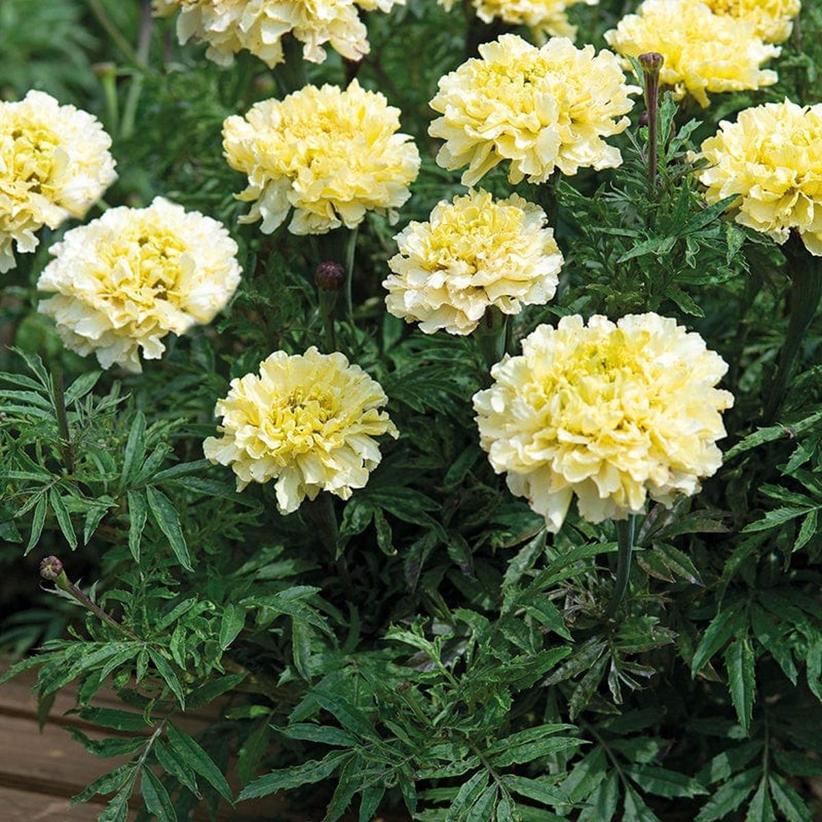 Marigold (African) Sugar & Spice White Seeds