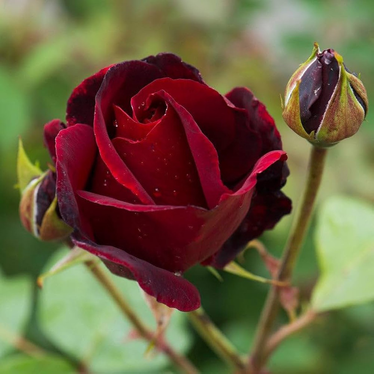 Marron Rose Seeds for Planting Heirloom, Non-GMO, Easy to Grow, Outdoor