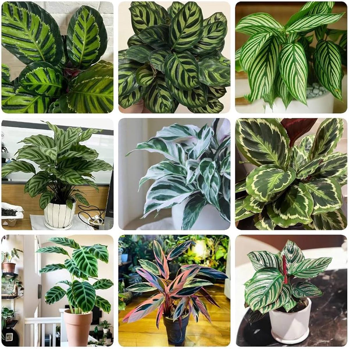 Mixed Calathea Flower Seeds for Planting Heirloom, Non-GMO, Drought Tolerant, High Germination Seeds