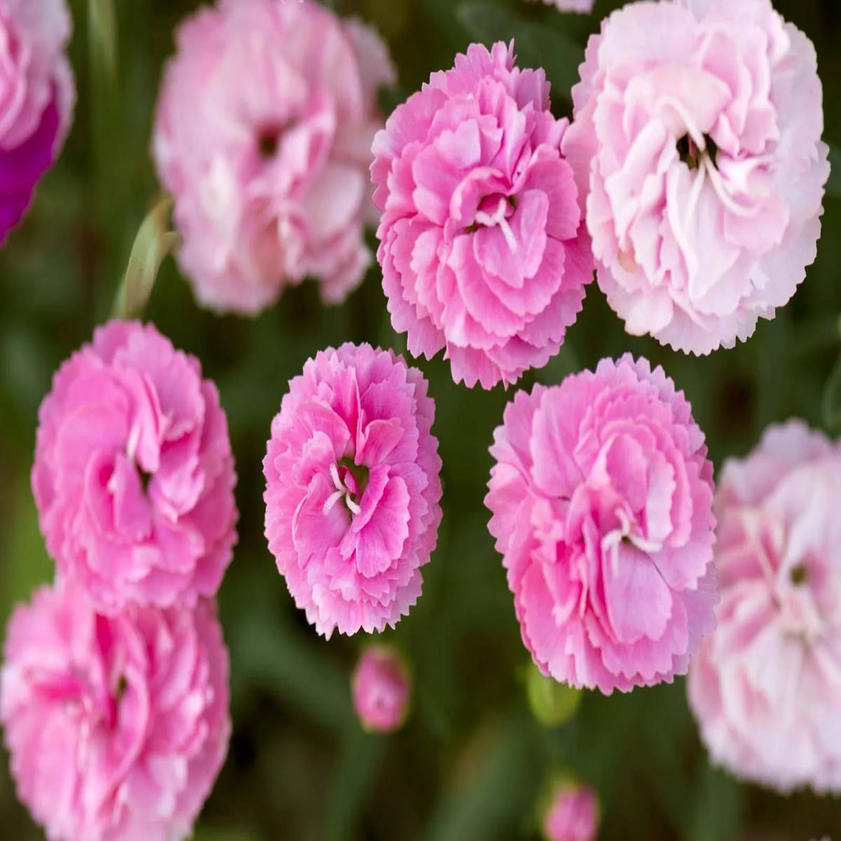 Pink Caryophyllus Flower Seeds for Planting Heirloom, Non-GMO, Drought Tolerant