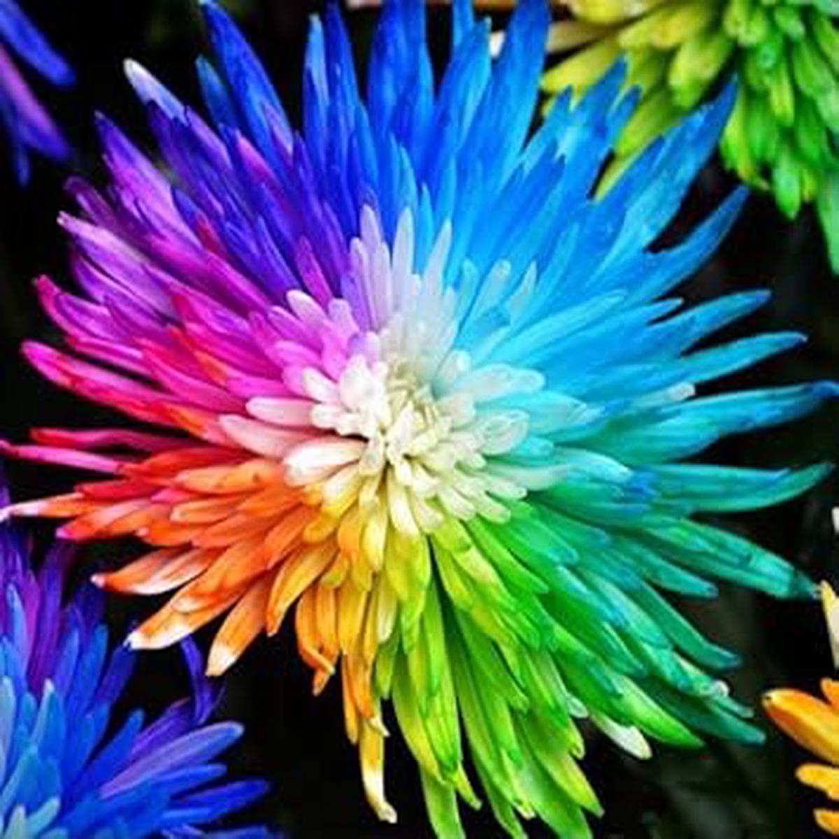 Rainbow Chrysanthemum Seeds for Planting Pollinator Friendly, Heirloom, Non-GMO Garden Seeds