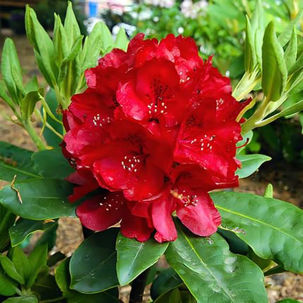Red Rhododendron Flower