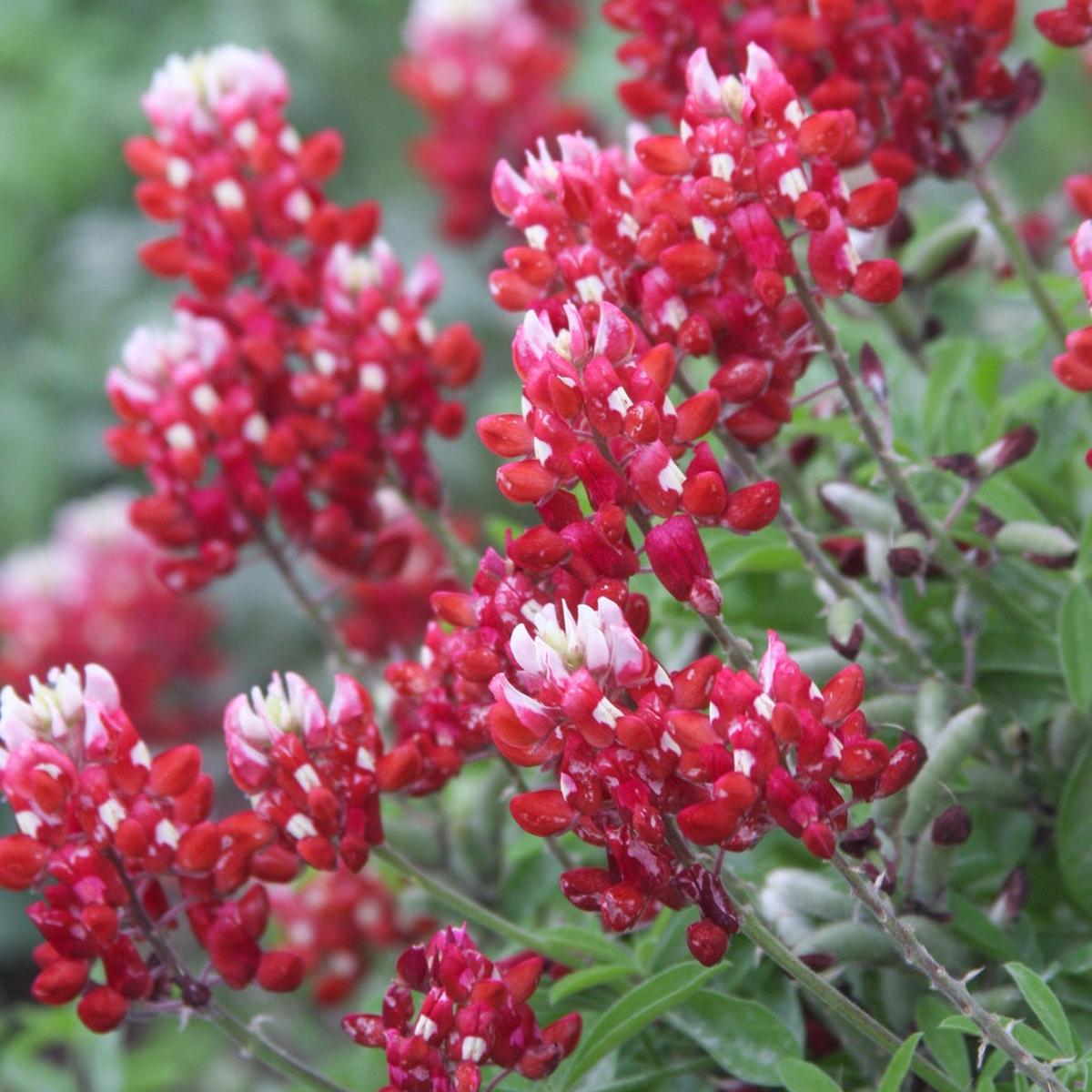 Red Texas Bluebonnets (Lupinus texensis) Seeds for Planting Heirloom, Non-GMO, Pollinator-Friendly, Annual