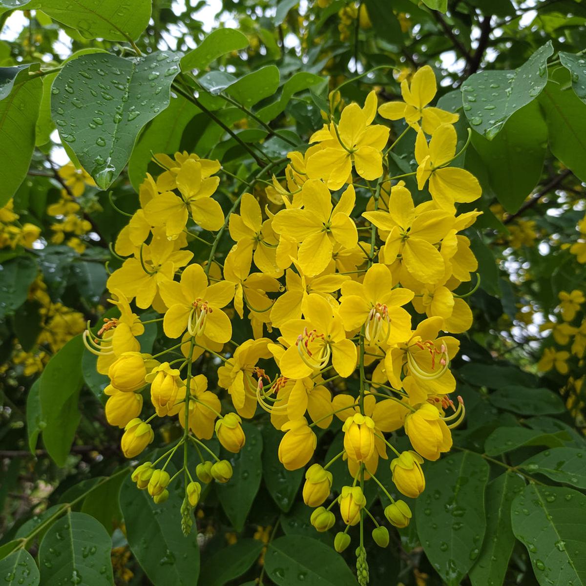 Yellow Cassia Alata Seeds for Planting - Medicinal Benefits
