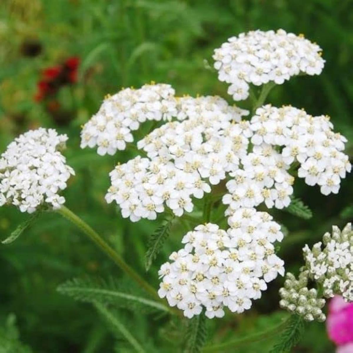 Achillea White Flower Seeds for Planting Organic, Heirloom, Non-GMO Seeds