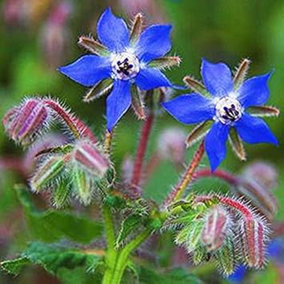 Borage Blue Flower Seeds for Planting ?? Organic, Heirloom, Non-GMO Seeds