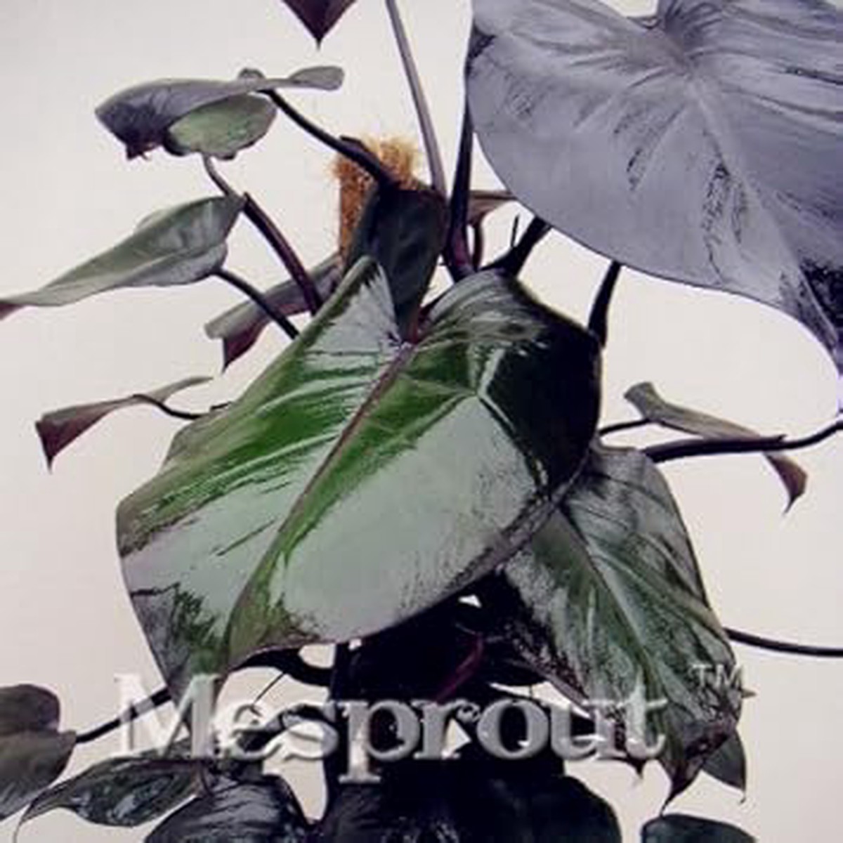 Green Philodendron Erubescens Plant Seeds Heirloom, Non-GMO Seeds for Planting