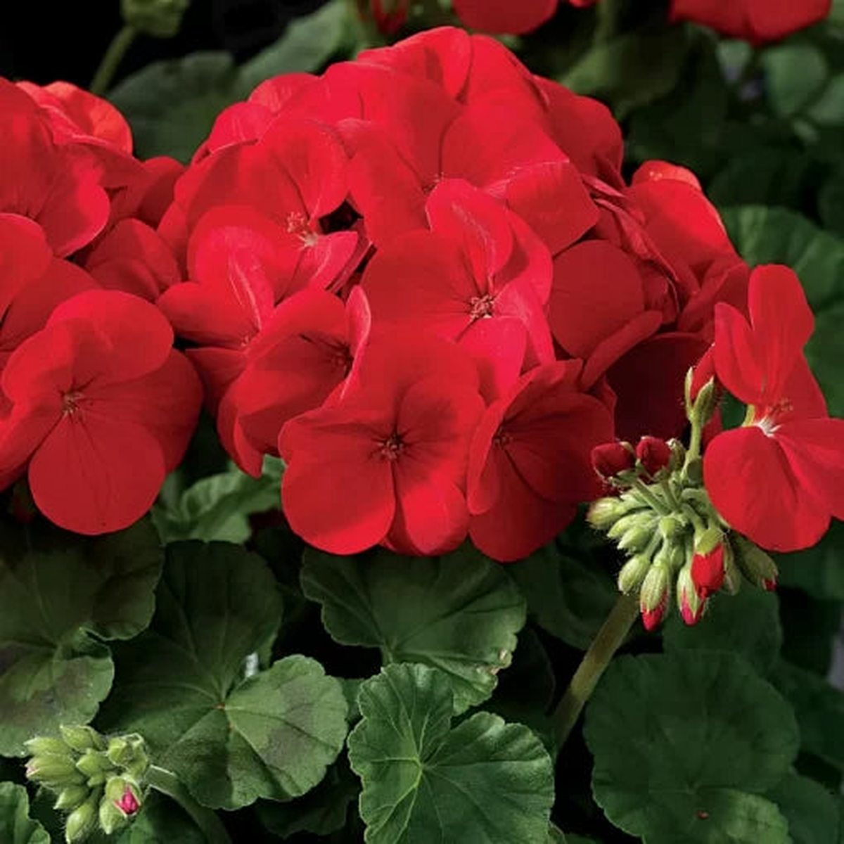 Maverick Scarlet Geranium Seeds,Scarlet Red Geranium Flower Seeds | Bright Zonal Geranium Seeds Heirloom