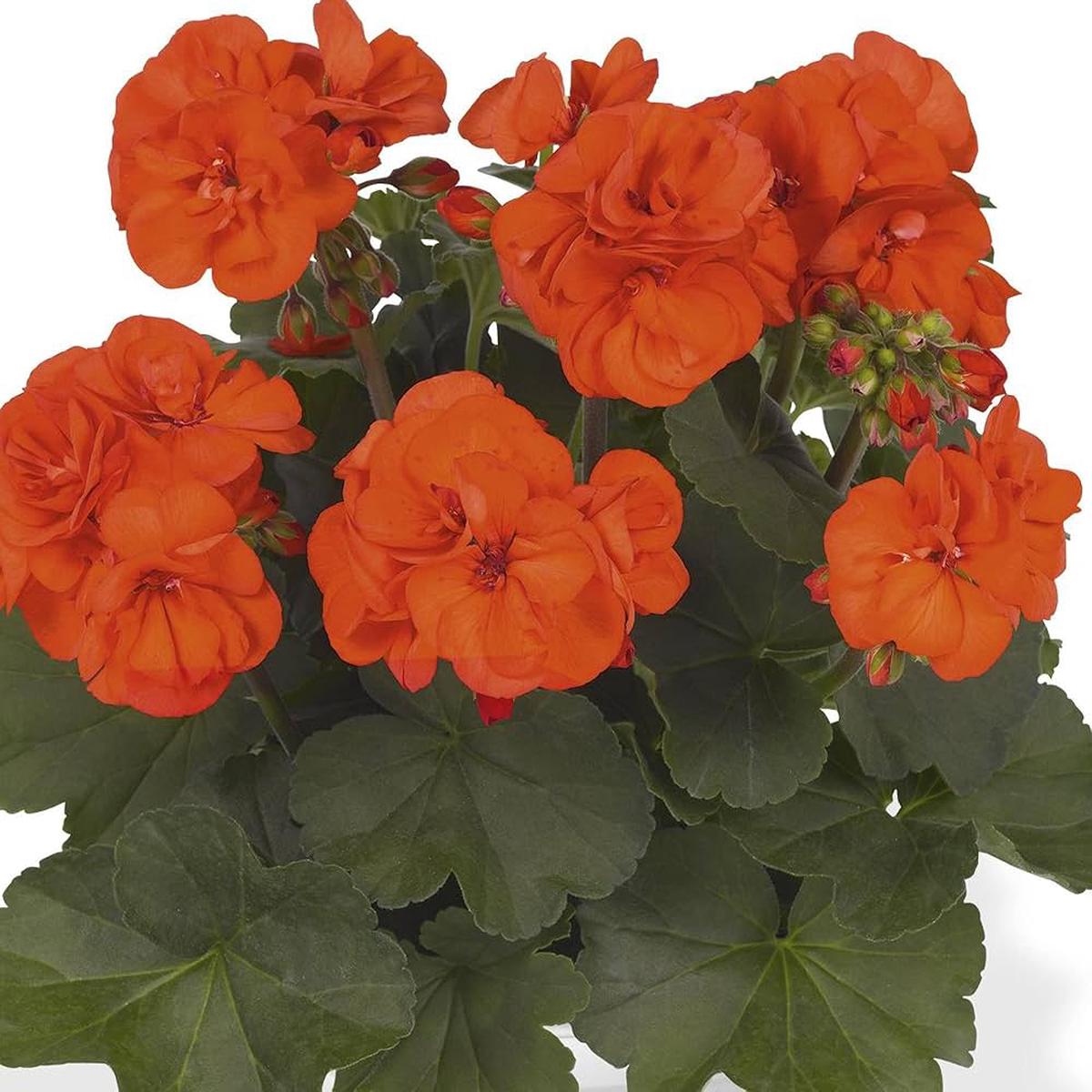 Orange Geranium Perennial Flower Seeds for Planting Heirloom Non-GMO High Germination