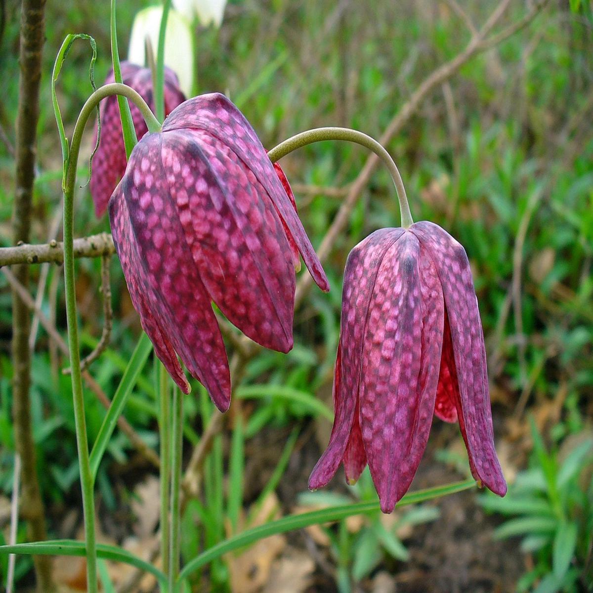 Fritillaria camschatcensis Seeds for Planting for Flower Bed