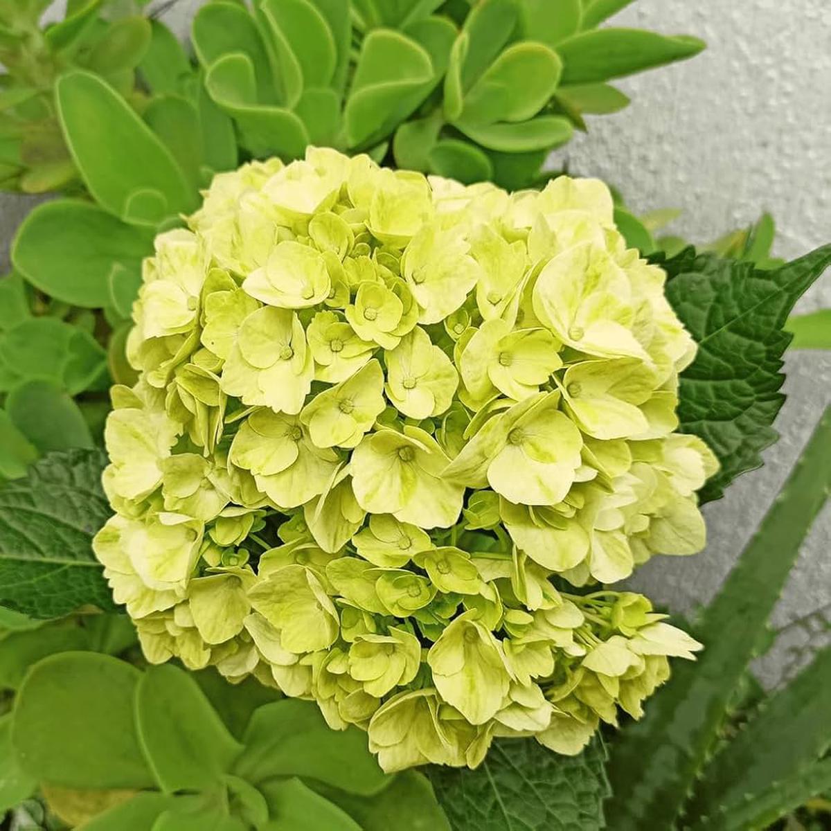 Hydrangea macrophylla Green Cloud Flower Seeds for Planting - Heirloom, Non-GMO, High Germination Organic Garden Seeds