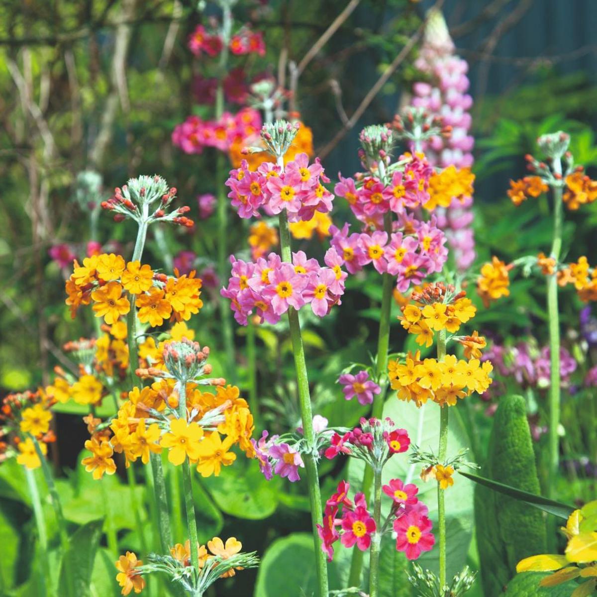 Mixed Primula Primula bulleyana Flowering Seeds for Planting